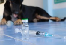 Смертельный недуг: врачи опасаются вспышки бешенства в Казахстане