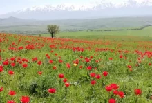Краснокнижным тюльпанам Туркестанской области грозит исчезновение
