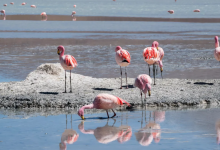 Видео с мертвыми фламинго, снятое в Мангистауской области, прокомментировали в Минэкологии