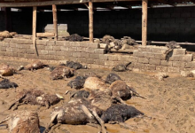 "У спасателей даже не было насоса": проливной дождь в Казыгурте погубил 213 голов скота