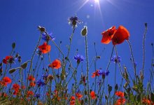 Опубликован прогноз засухи на май в Казахстане