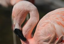 От чего погибли фламинго в Мангистауской области, специалисты не смогли узнать