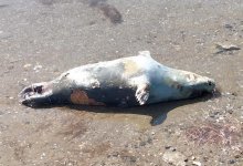 Мертвых тюленей обнаружил житель Мангистау