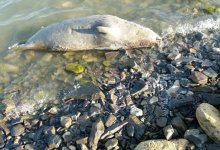 Гибель тюленей в Мангистау прокомментировали в Минэкологии