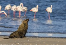 Популяция редких животных под угрозой? Эксперты выдвигают предположения о гибели фламинго и тюленей на Каспии