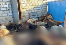 Бродячие собаки растерзали 50 овец в Западно-Казахстанской области