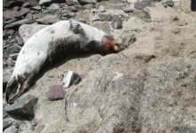 Нельзя утверждать о массовой гибели одномоментно – Минэкологии о тюленях в Мангистауской области