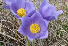 Охотников за первоцветами могут вычислить по соцсетям в ВКО