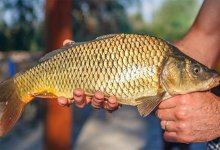 Более 18 тонн незаконно выловленной рыбы пытались вывезти из Балхаша в Актобе