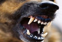 Девятилетнего мальчика укусила бродячая собака в Алматинской области