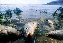 Кушать подано: в СКО люди боятся, что погибшую рыбу начнут продавать в магазинах