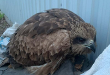 Раненого птенца степного орла спасла жительница Усть-Каменогорска