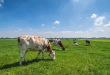 Свыше 40 миллионов гектаров пастбищ оказались неиспользуемыми в Казахстане