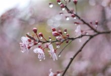 В Казахстане второго мая ожидаются дожди с грозами