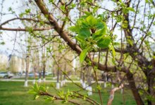 Порядка 90% высаживаемых деревьев приживаются в Нур-Султане