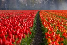 Краснокнижные тюльпаны расцвели в Наурзумском заповеднике