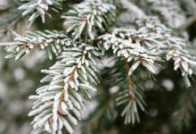 Заморозки ожидаются в ряде регионов Казахстана 3 мая