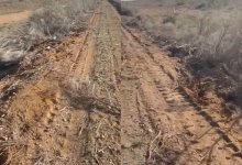 Саксаул вырубили дорожники для расширения автотрассы в Жамбылской области