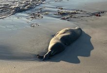 Они погибли еще зимой – Брекешев о смерти тюленей в Каспийском море