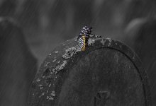 На разграбление могил жалуются жители Усть-Каменогорска