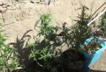 Житель Павлодара выращивал дома коноплю