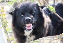 Бродячая собака покусала лицо пятилетней девочки в Атырау