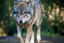 В Костанайской области стая волков разорвала теленка и жеребенка