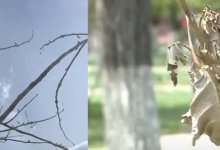 В Караганде вместо деревьев за 44 миллиона из земли торчат засохшие палки