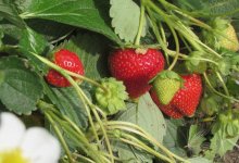 Курсы по выращиванию клубники и разведению скота стали самыми популярными среди казахстанцев