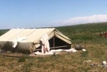 Более 130 иностранцев незаконно добывали ферулу в Туркестанской области