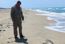 64 мертвых тюленя нашли на берегу в Мангистауской области