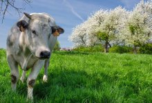 Пять коров убило током в селе ЗКО (ВИДЕО)