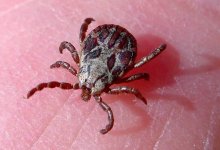 У жительницы Шымкента подтвердилась конго-крымская лихорадка