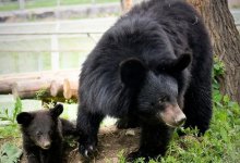 Гималайского медвежонка из зоопарка Алматы усыпили после нападения - фейк