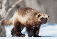Росомаха попала в фотоловушку в заповеднике ВКО