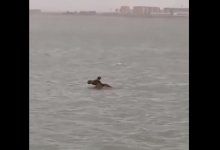 Откуда лось в Кокшетау? На видео сняли плывущего по озеру сохатого