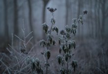 Дожди и заморозки ждут казахстанцев в ближайшие выходные