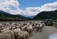 Несколько десятков овец погибло в Алматинской области из-за пьяного водителя