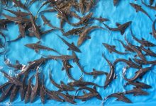 Снизить себестоимость осетра хотят в Казахстане