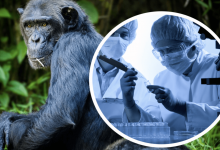 Меньше чем за 10 дней обезьянья оспа распространилась по миру