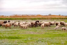 Негде пасти скот: сельчане Жамбылской области просят закрыть карьеры