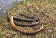 Тонны бивней мамонтов пытались провезти через Казахстан в Китай контрабандой