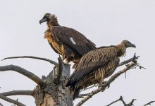 Редких грифов удалось сфотографировать неподалеку от Алматы