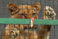 Приезжий зоопарк шокировал жителей Актобе