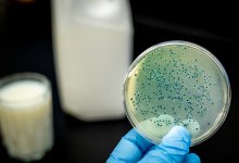 Неблагополучная эпидситуация: больных бруцеллезом выявляют в Шымкенте