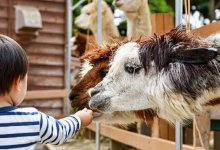 Зверинцам в Казахстане запретили держать животных в "черном теле"