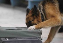 Пакеты с наркотиками нашла служебная собака в пристройке дома в Степногорске