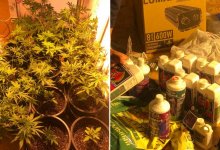 Подпольные лаборатории по выращиванию конопли обнаружили в Актау