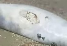 Тушку мертвого тюленя обнаружил житель Актау