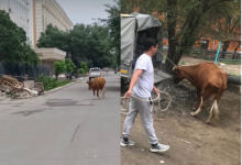 Прогуливающиеся по улицам Кызылорды коровы возмутили местных жителей